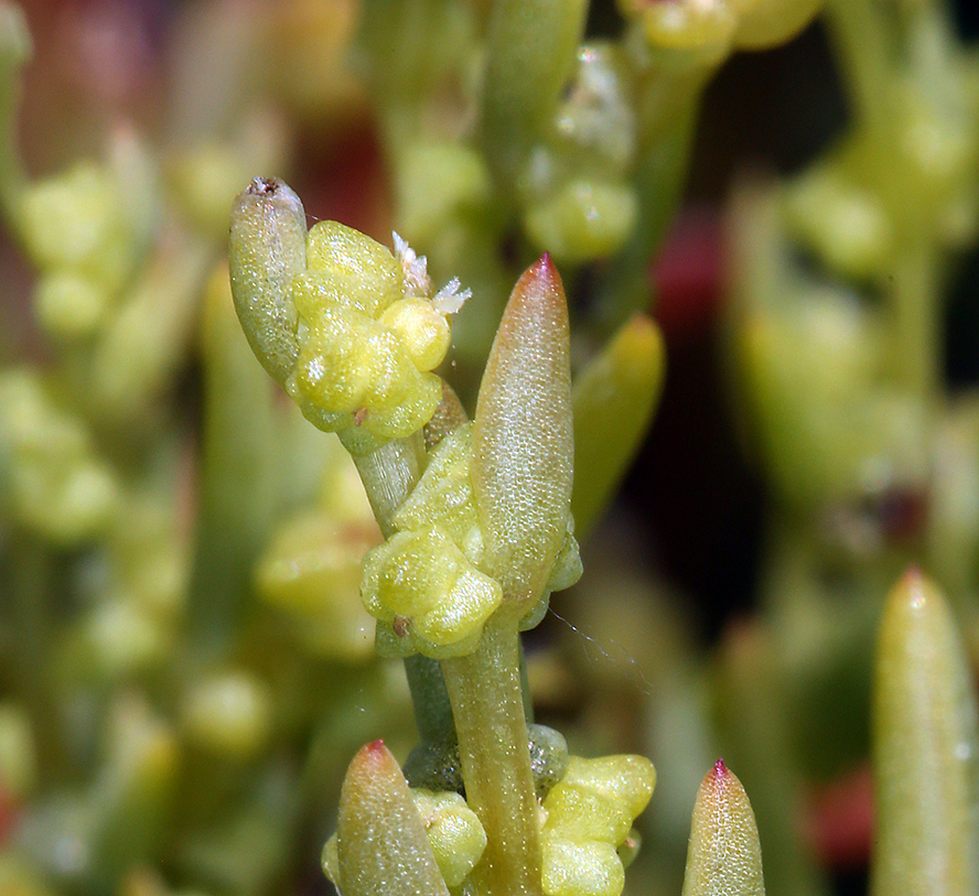 Image of Western Seepweed