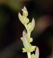 صورة Suaeda occidentalis (S. Wats.) S. Wats.