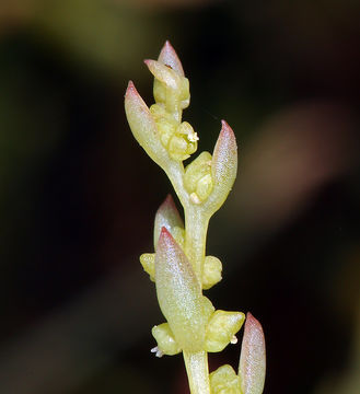 Image of Western Seepweed