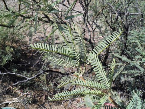 Image of smooth mesquite