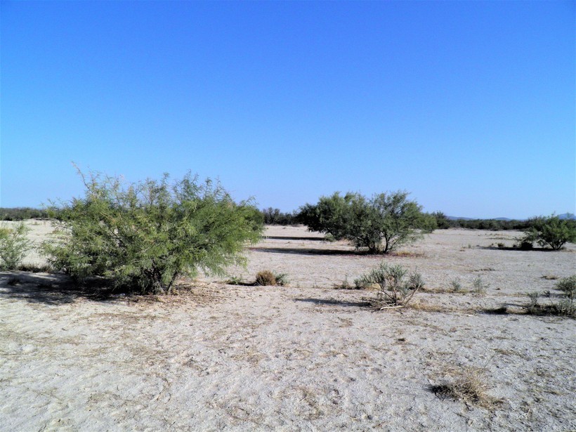 Image of smooth mesquite