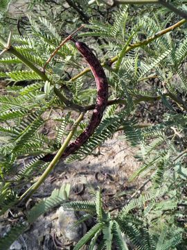 Image of smooth mesquite