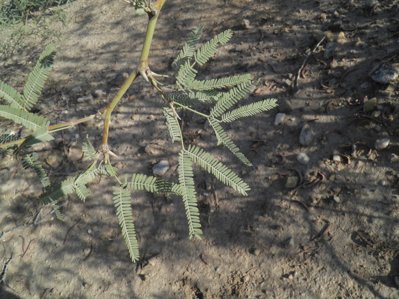 Image of smooth mesquite