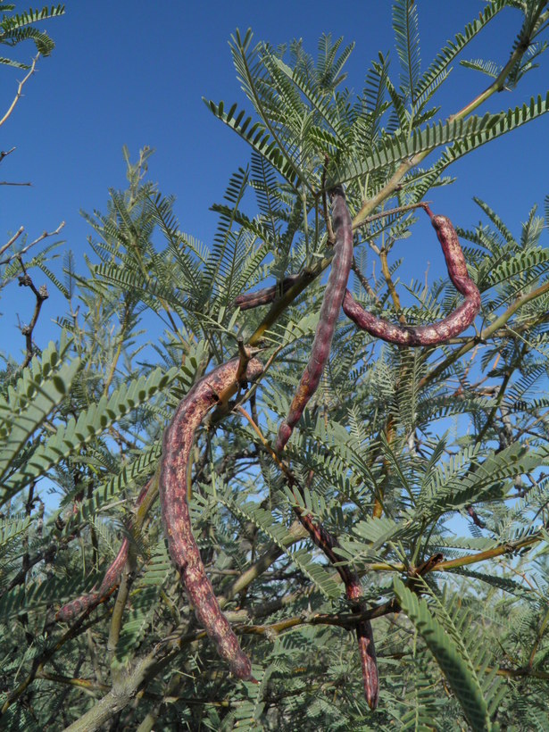 Image of smooth mesquite