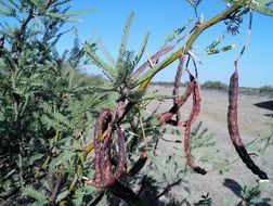 Image of smooth mesquite