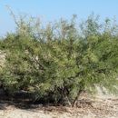 Image of smooth mesquite