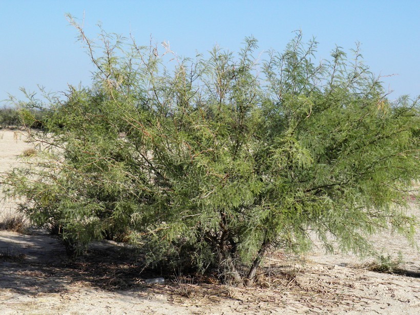 Image of smooth mesquite