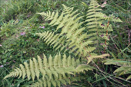 Image of <i>Thelypteris limbosperma</i>