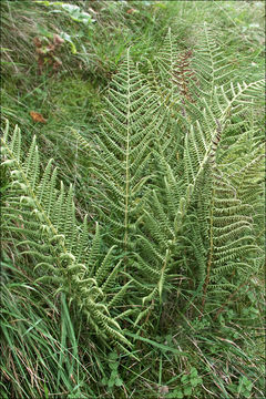 Image of <i>Thelypteris limbosperma</i>