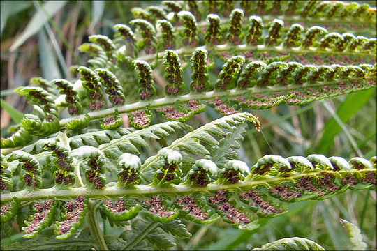 Imagem de <i>Thelypteris limbosperma</i>