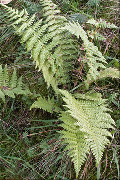 Image of <i>Thelypteris limbosperma</i>