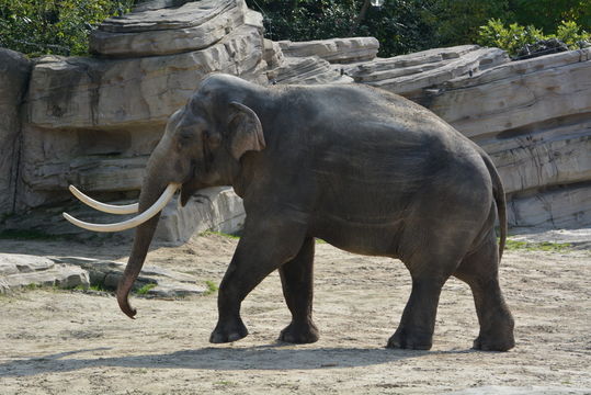 Image of Asian elephant