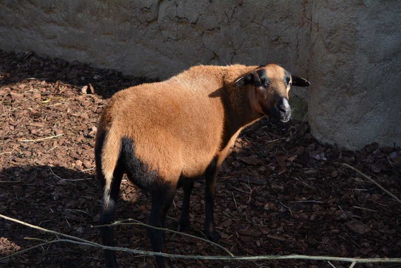 Image of Domestic Sheep