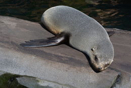 Image of South American Fur Seal