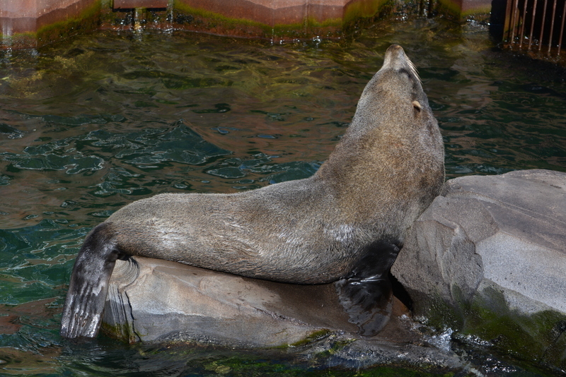 Image of South American Fur Seal
