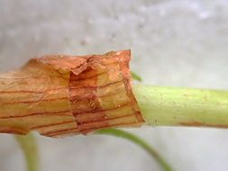 Image of Dock-Leaf Smartweed