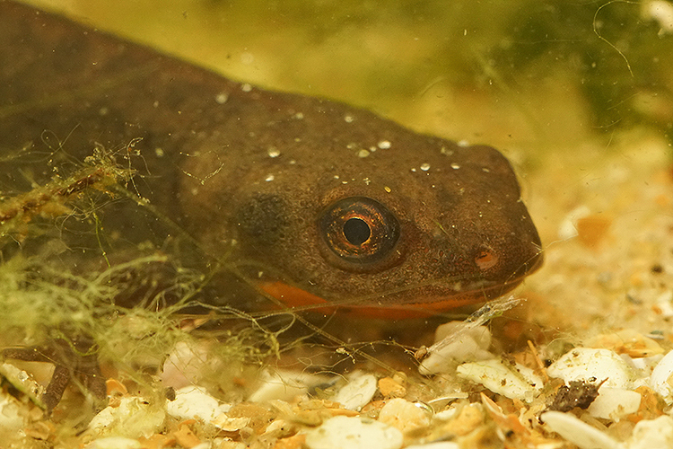 Image of Fuding Fire-bellied Newt