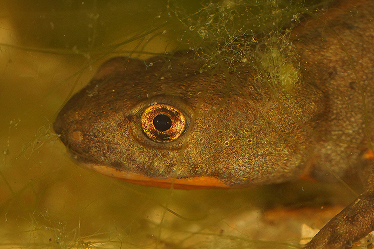Image of Fuding Fire-bellied Newt