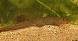 Image of Fuding Fire-bellied Newt