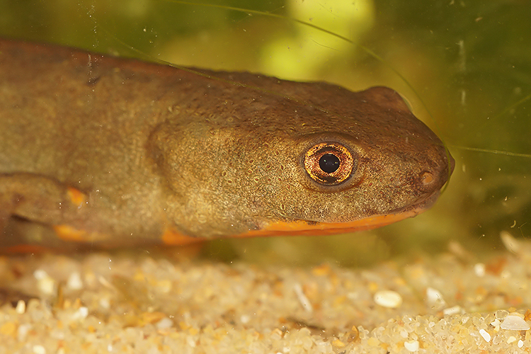 Image of Fuding Fire-bellied Newt