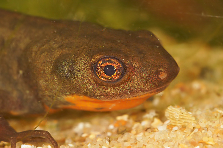 Image of Fuding Fire-bellied Newt