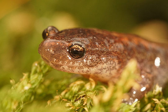 صورة Plethodon cinereus (Green 1818)