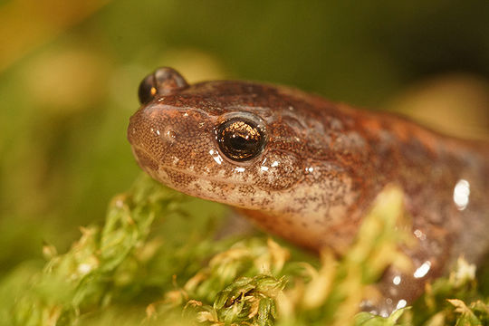 Image of Eastern Red-backed Salamander