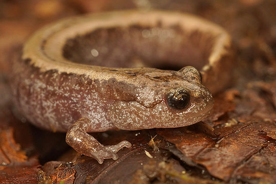 Слика од Salamandrella keyserlingii Dybowski 1870