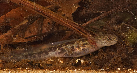 Image of Ezo Salamander