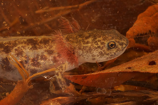 Image of Ezo Salamander