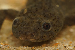 Image of Sharp-ribbed Salamander