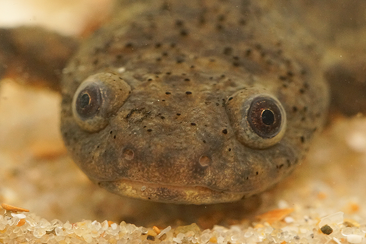 Image of Sharp-ribbed Salamander