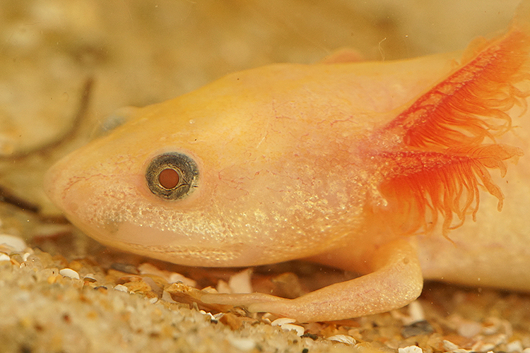 Image of Sharp-ribbed Salamander