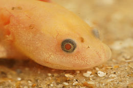 Image of Sharp-ribbed Salamander