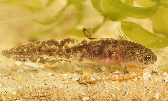 Image of Ezo Salamander