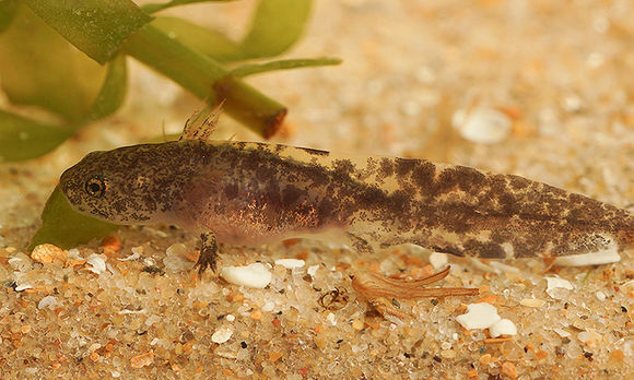 Image of Ezo Salamander