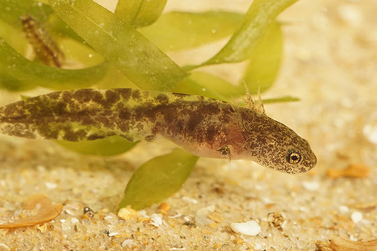 Image of Ezo Salamander