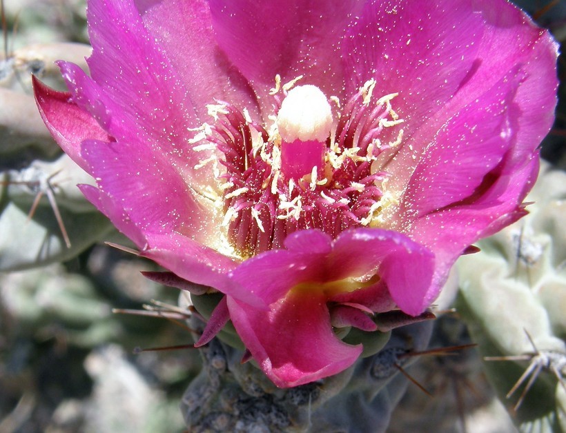 Image of tree cholla