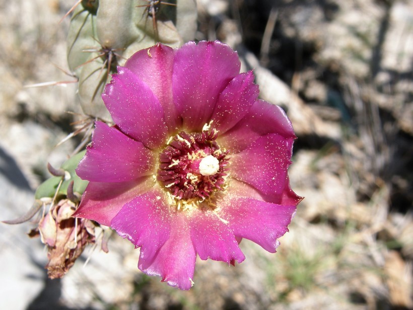 Image de Cylindropuntia imbricata (Haw.) F. M. Knuth