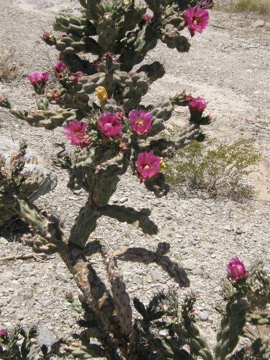 Image of tree cholla