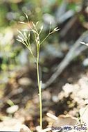 Image of silver hairgrass