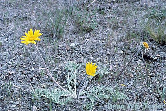 Plancia ëd Balsamorhiza lanata (W. M. Sharp) W. A. Weber