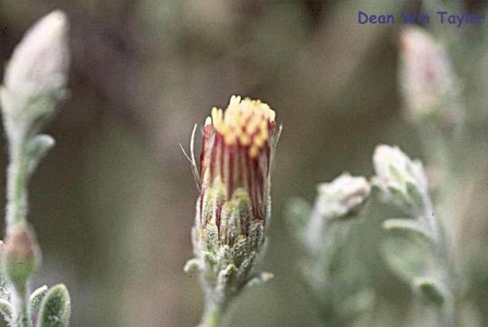 Слика од Brickellia frutescens A. Gray