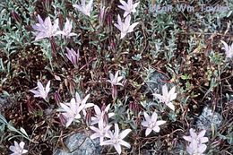 Image of <i>Brodiaea <i>rosea</i></i> ssp. rosea