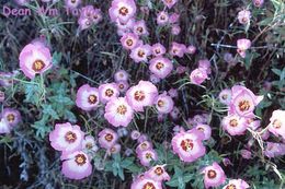 Imagem de Clarkia gracilis subsp. albicaulis (Jepson) F. H. Lewis & M. E. Lewis