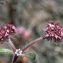 Image of Scotts Valley spineflower