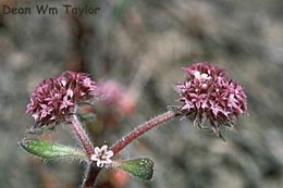 Image of Scotts Valley spineflower