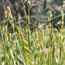 Image de Carex hirtissima W. Boott