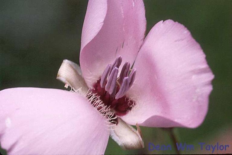 Image de Calochortus splendens Douglas ex Benth.