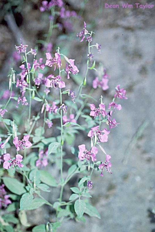 Image of Mildred's clarkia